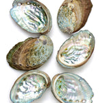 Abalone Shell Incense Burner