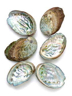 Abalone Shell Incense Burner