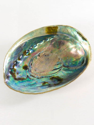 Abalone Shell Incense Burner